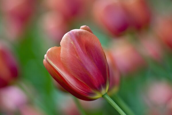 Lignes délicates de pétales de tulipes