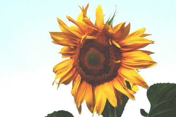 Sunny sunflower. summer flowers