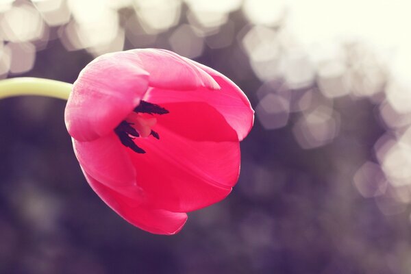 Bright tulip close-up