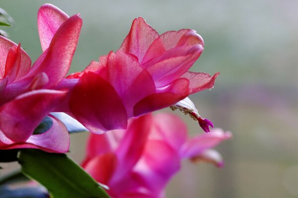 Summer. Garden flowers. Crimson handsome