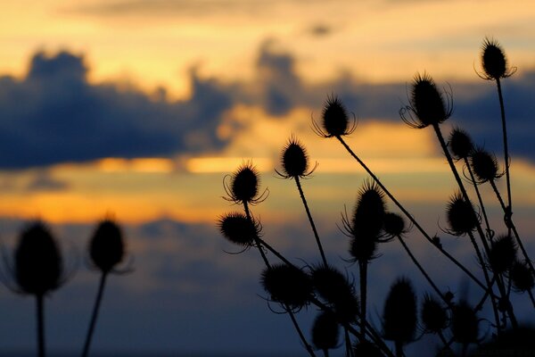 Abendblumen bei Sonnenuntergang