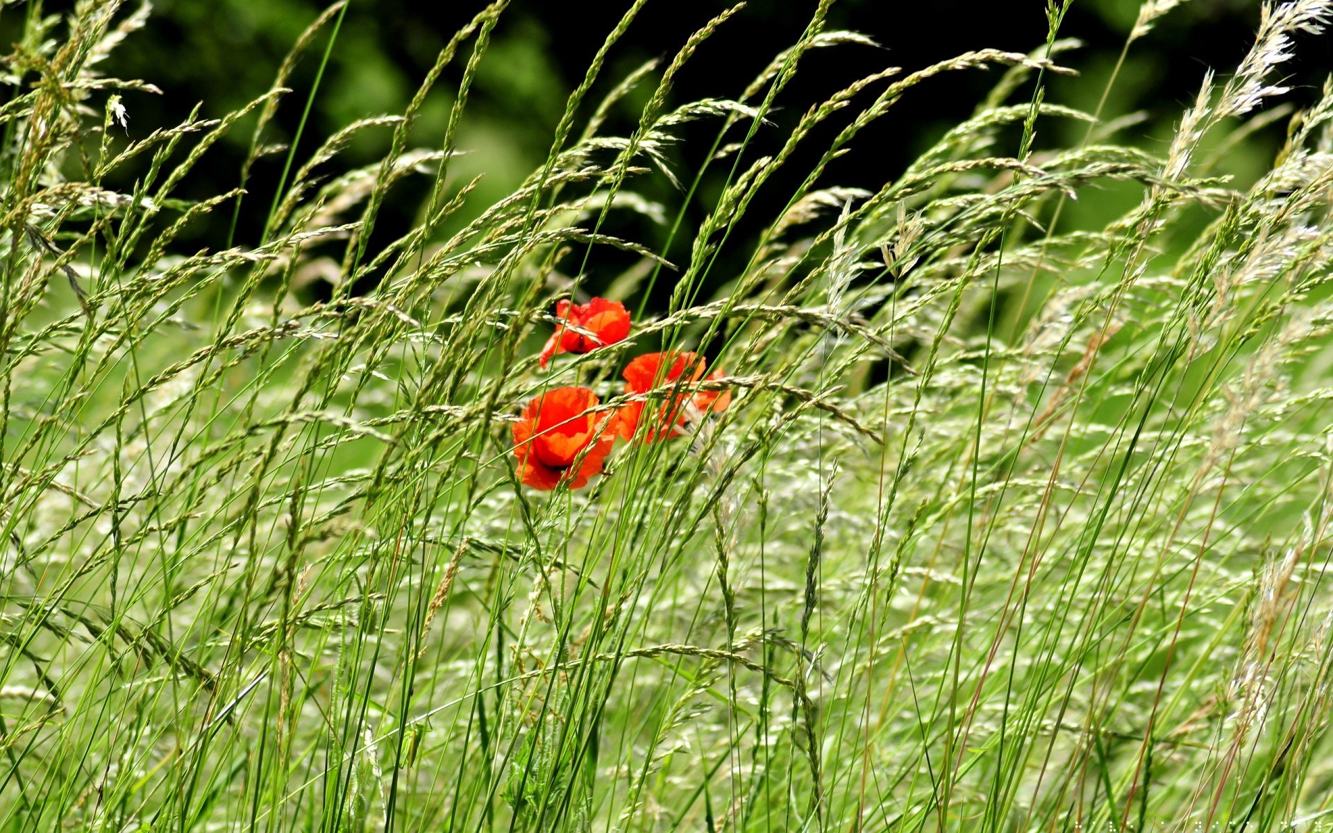 fleurs herbe nature champ flore été fleur foin jardin extérieur saison croissance couleur rural gros plan feuille sauvage lumineux environnement