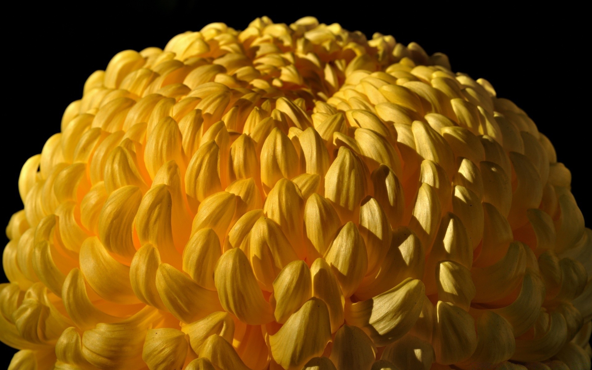 花 自然 颜色 特写 桌面 花 植物 美丽