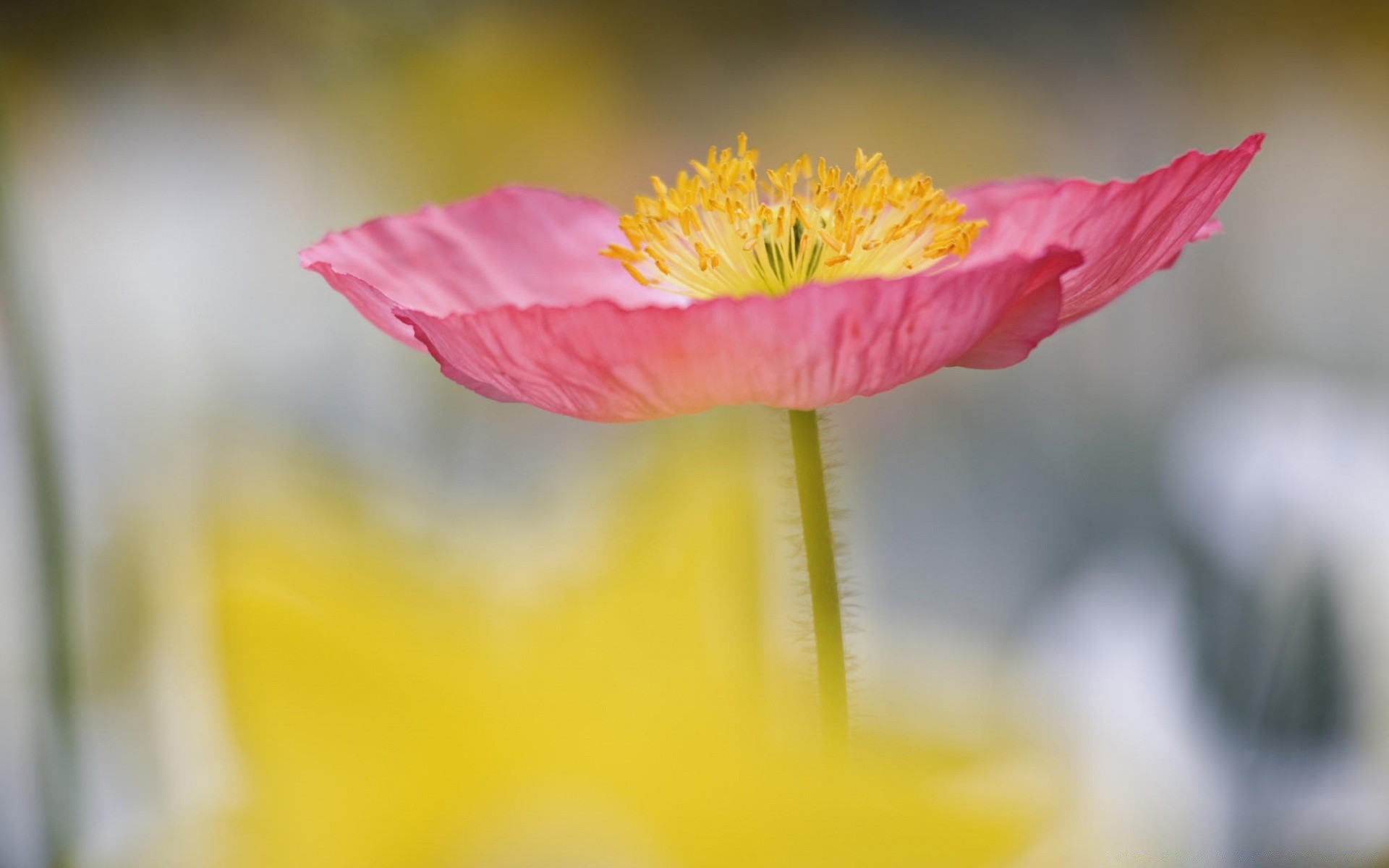 fiori natura fiore flora estate foglia giardino colore luminoso sfocatura fioritura petalo primo piano all aperto floreale bello tropicale bel tempo crescita delicato