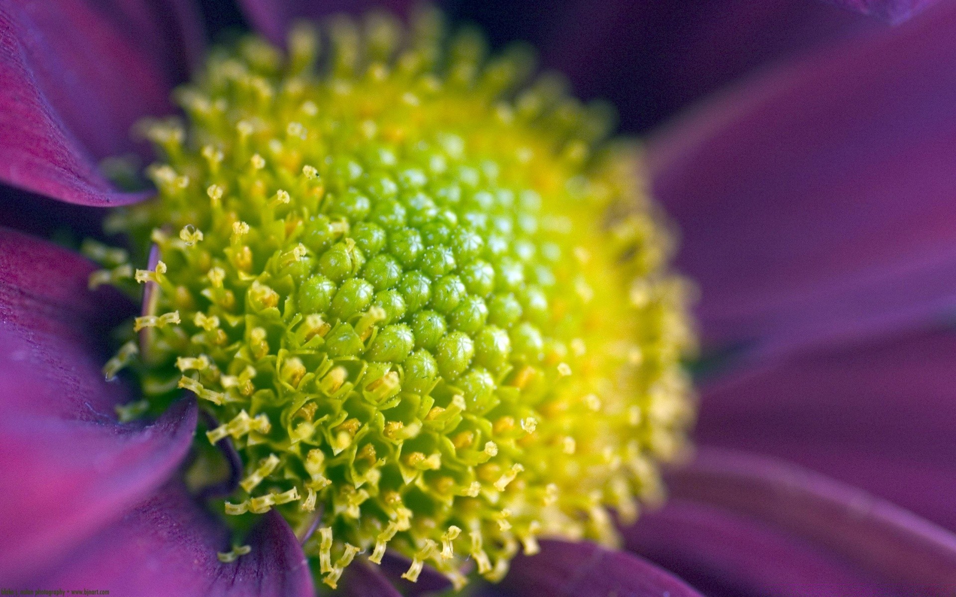 blumen blume natur flora sommer hell farbe schön blütenblatt garten pollen schließen blumen blühen unschärfe blatt botanisch wachstum sanft im freien