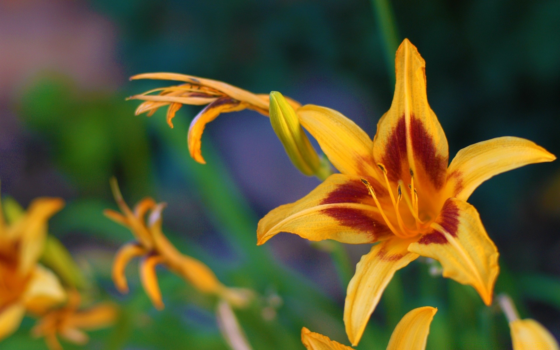 flowers nature flower summer flora leaf outdoors garden growth petal bright blooming color