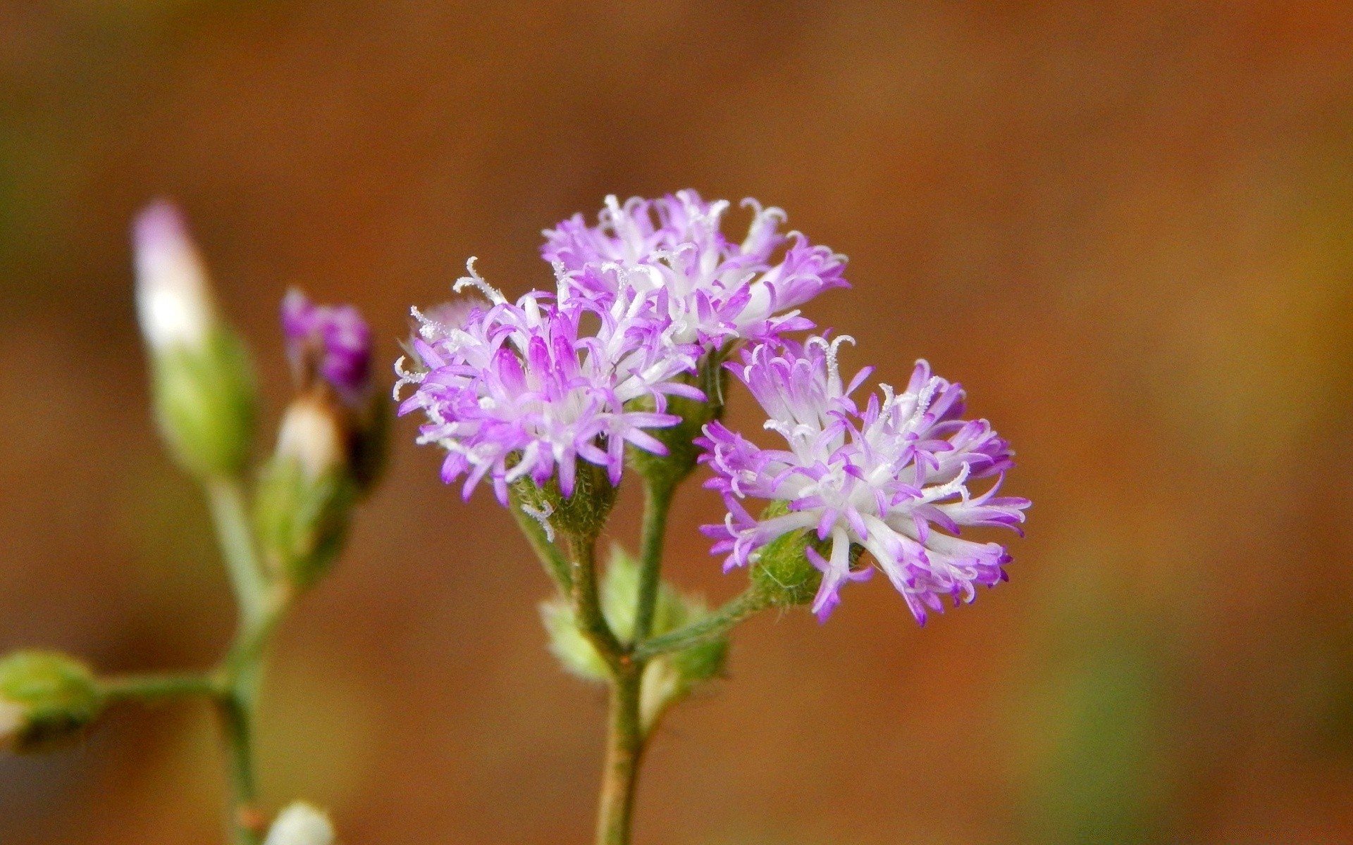 fleurs nature fleur flore feuille été à l extérieur sauvage pétale bluming jardin violet herbe floral