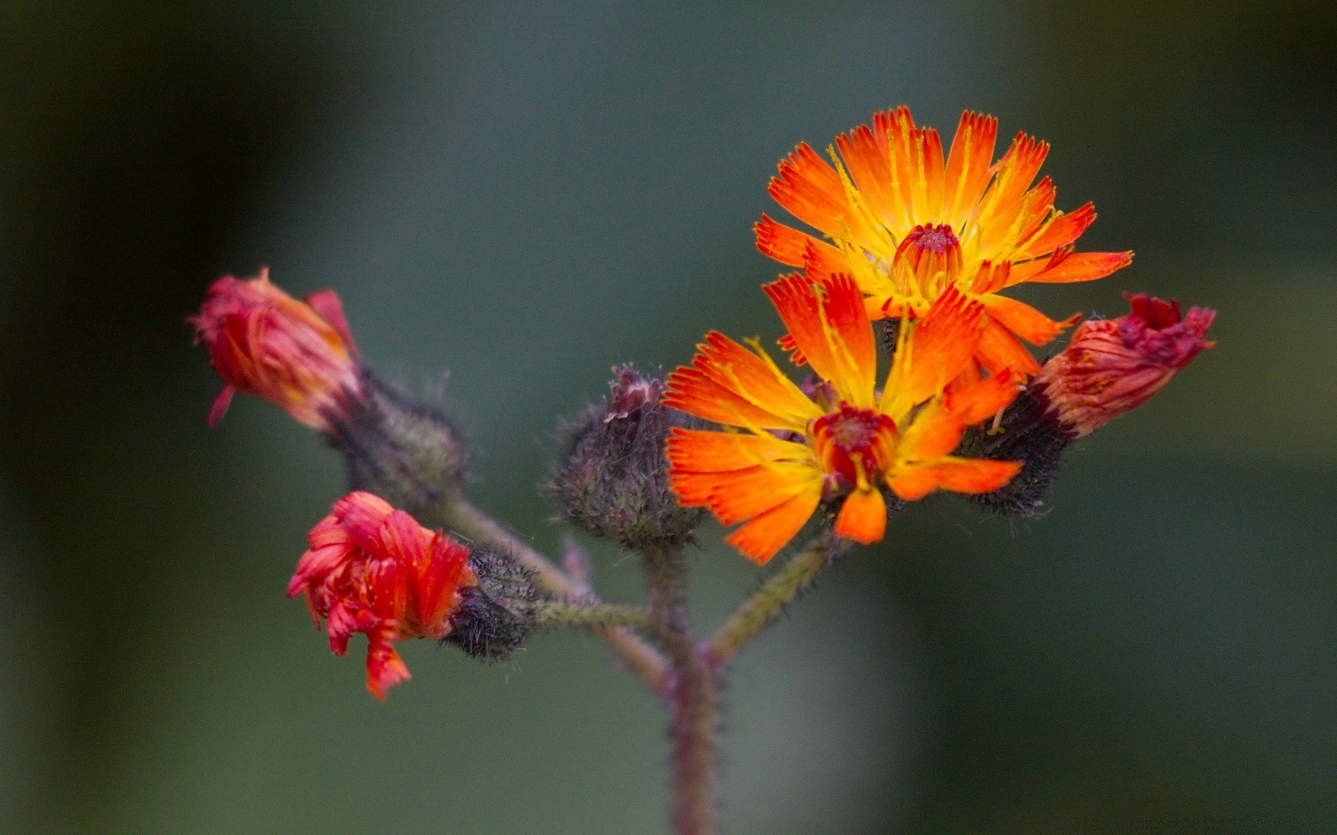 blumen blume natur insekt flora blatt garten im freien farbe