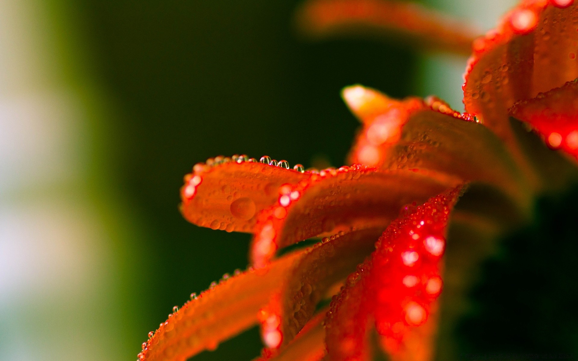 kwiaty natura kwiat liść rozmycie deszcz na zewnątrz dof flora lato