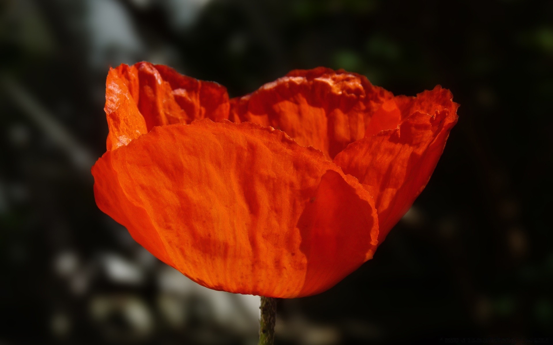 kwiaty natura na zewnątrz poppy liść kwiat