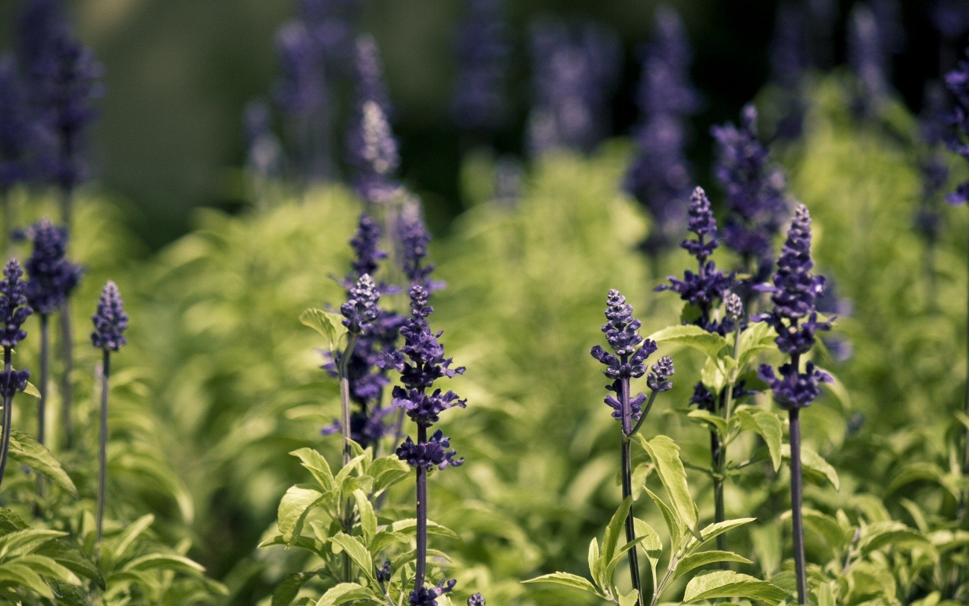 flowers flower nature flora summer field leaf outdoors garden herb lavender season blooming herbal floral violet sage perfume aromatic