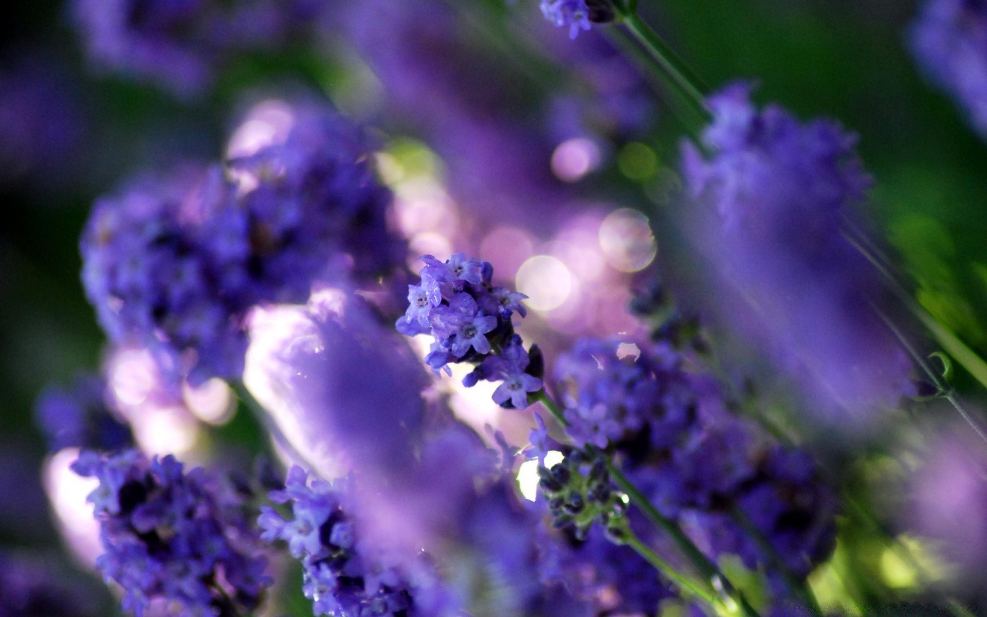 flowers flower nature lavender flora garden summer violet outdoors leaf blur floral bouquet blooming color growth field delicate