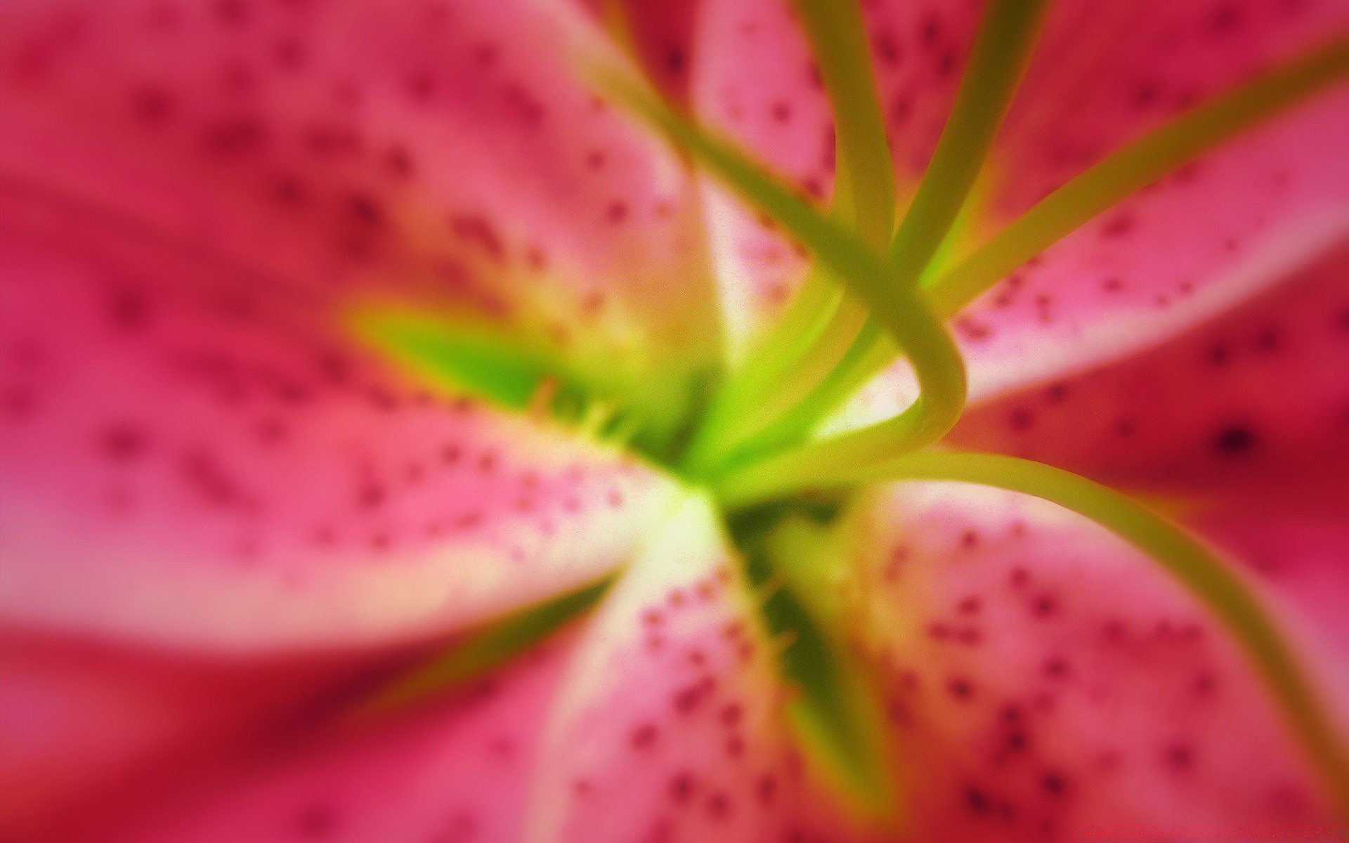 flowers nature summer flower flora close-up color beautiful bright leaf garden close lily dew desktop delicate pollen elegant fragility floral