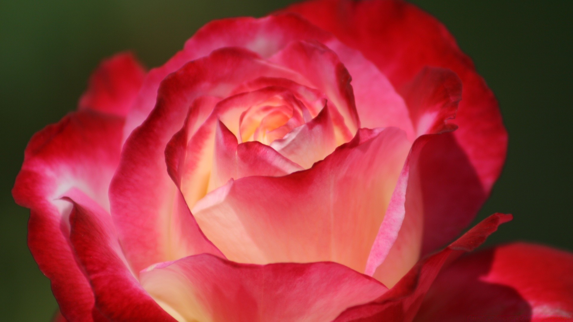 fleurs rose fleur amour pétale romance nature floral bluming feuille mariage flore romantique amour tendre copain