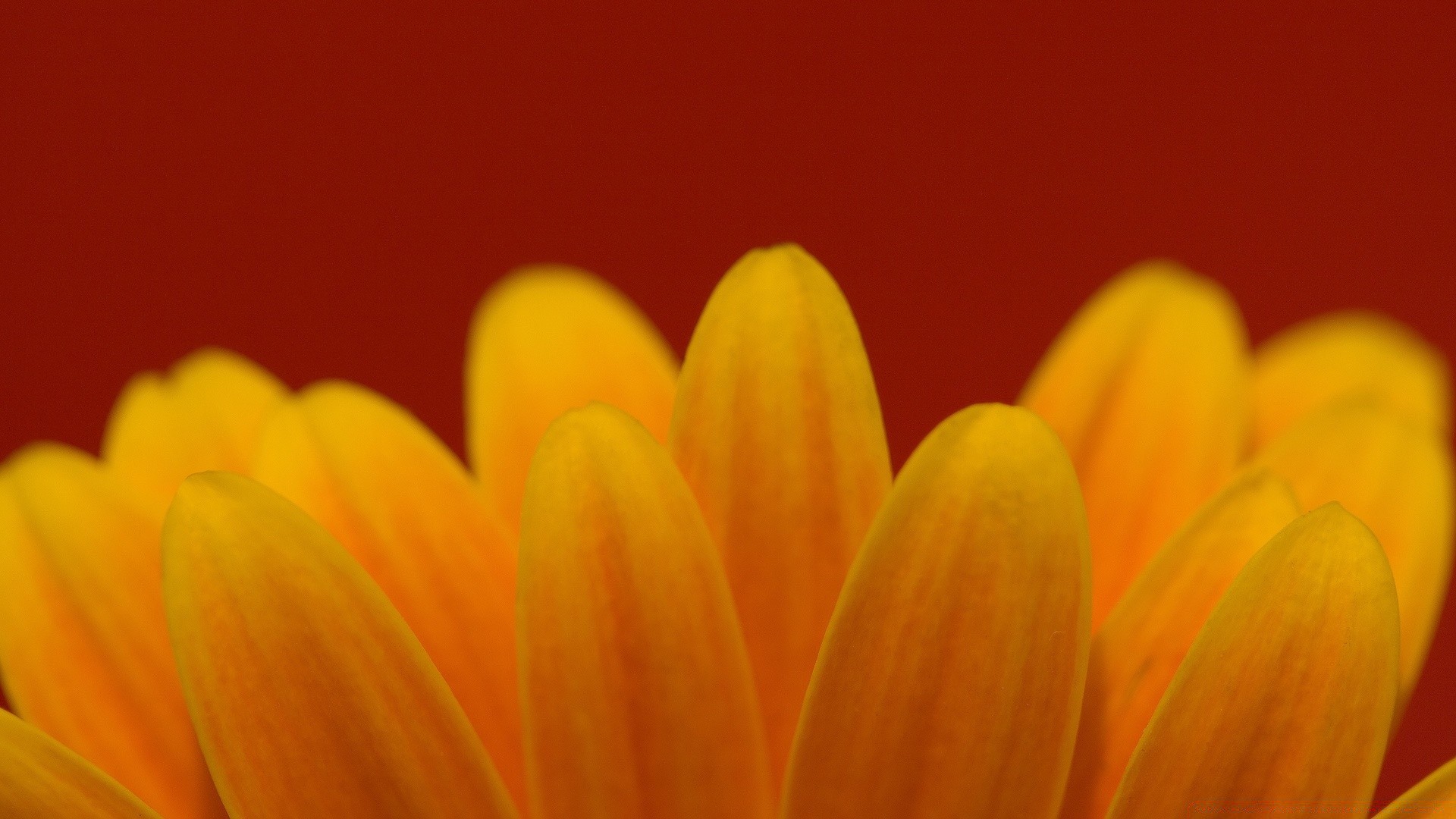 flowers flower nature bright blur color summer flora garden