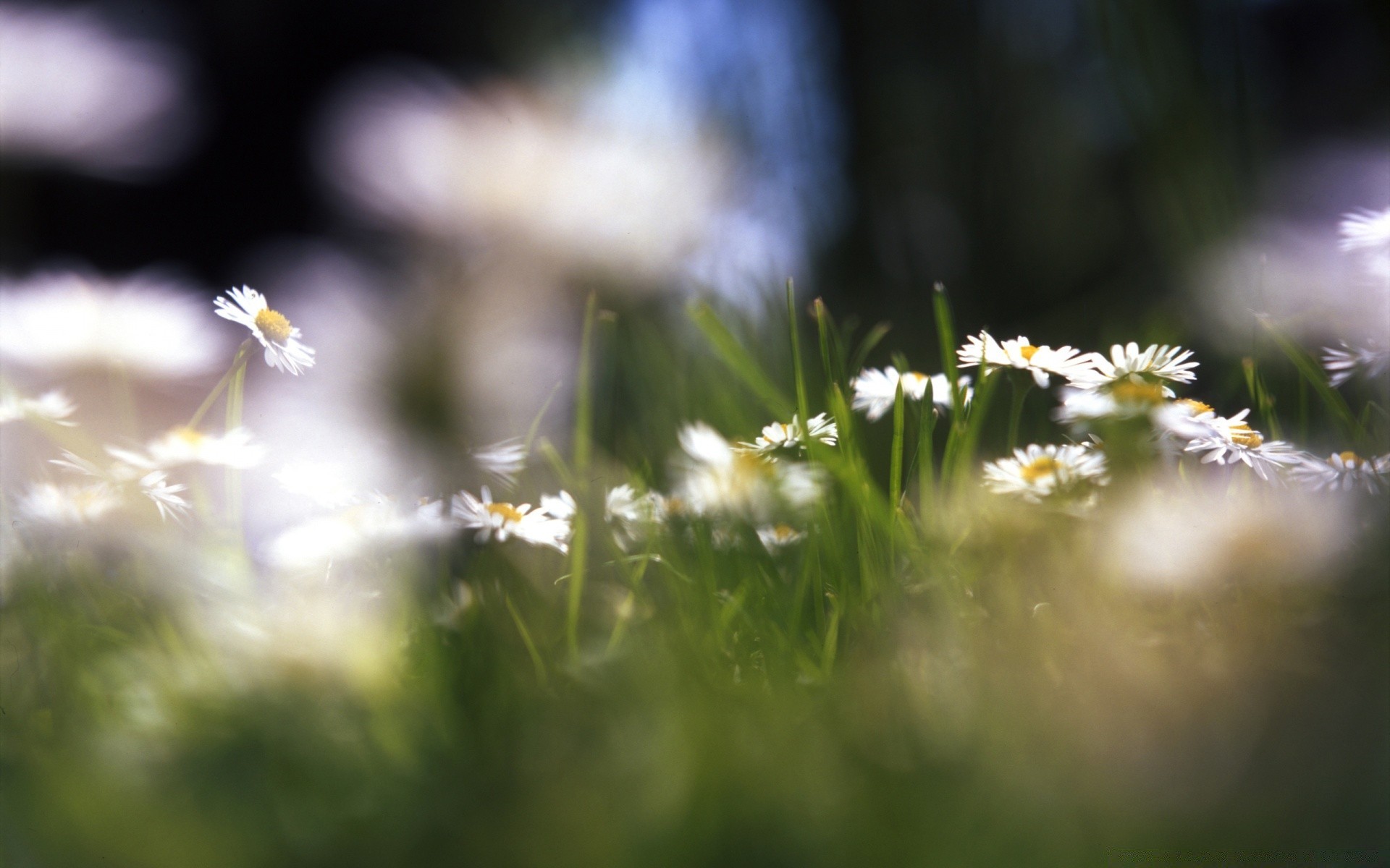 fleurs fleur flou herbe nature foin été en plein air soleil champ beau temps dof flore jardin lumière croissance aube