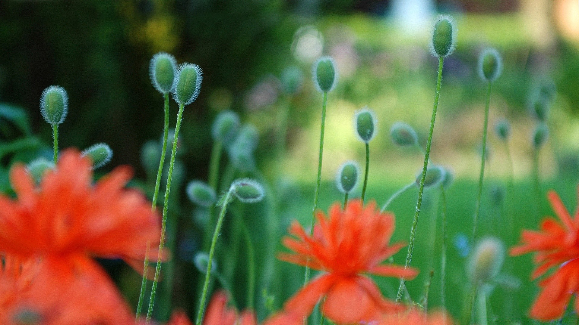 blumen natur blume flora sommer garten blatt feld blumen schließen hell wachstum blühen im freien farbe gras blütenblatt heuhaufen gutes wetter jahreszeit