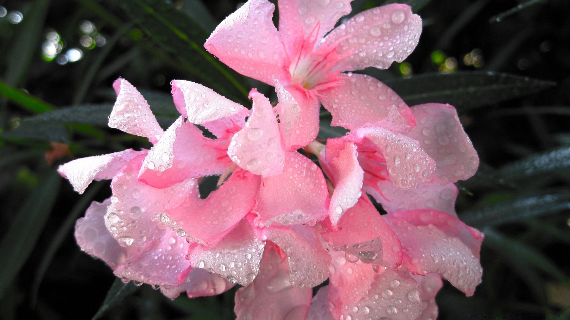 fleurs fleur feuille nature flore jardin à l extérieur pétale rose couleur été bluming