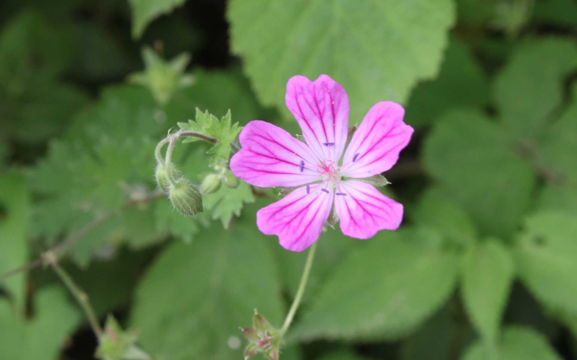 çiçekler doğa flora bahçe yaz yakın çekim çiçek yaprak parlak renk petal açık havada