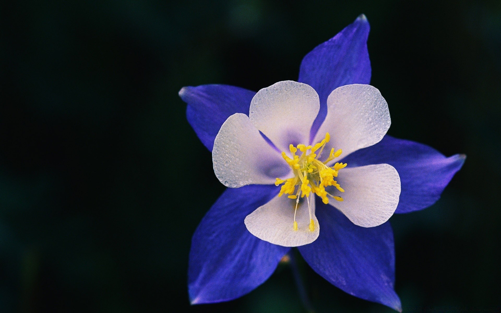 flowers flower nature flora petal leaf garden blooming summer growth bright