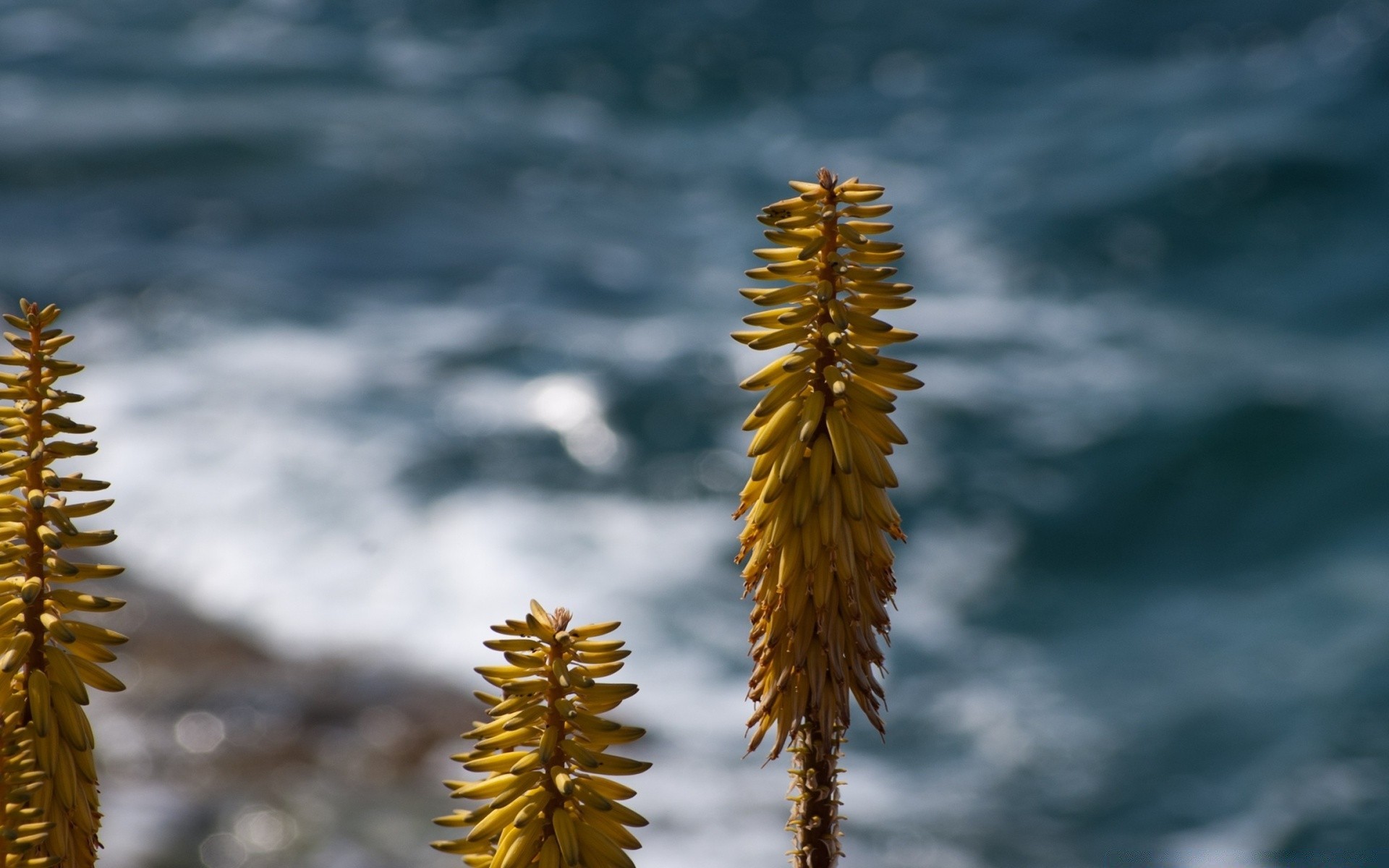 fleurs nature en plein air automne