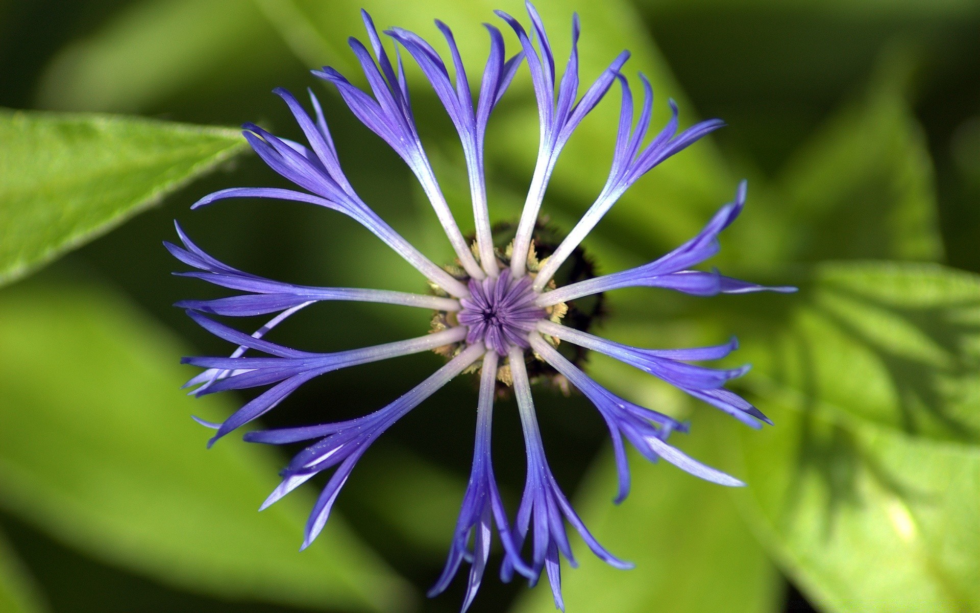 fiori natura fiore flora foglia estate giardino petalo fiore colore floreale primo piano crescita luminoso selvaggio bella