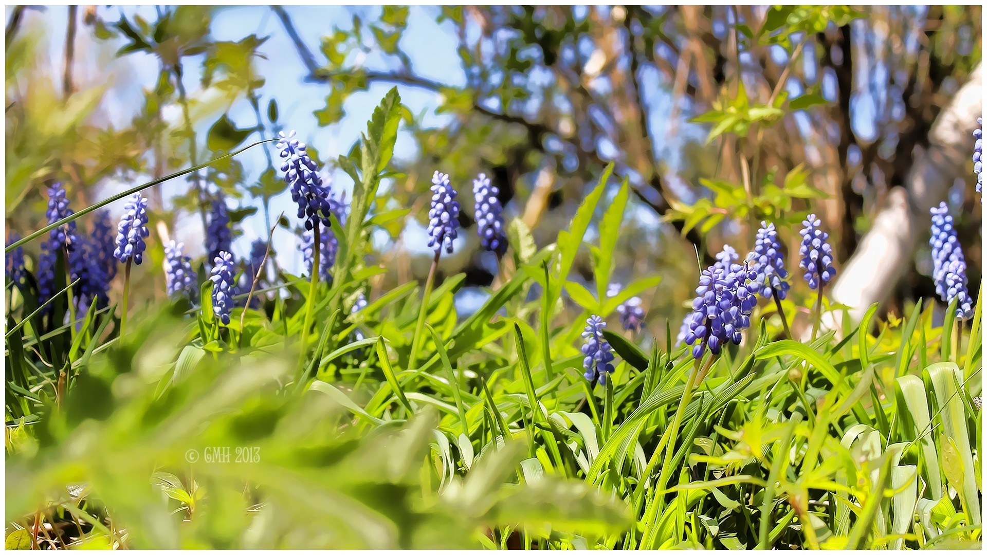 kwiaty natura liść flora kwiat lato na zewnątrz trawa ogród sezon wzrost park pole kwiatowy dobra pogoda jasny wiosna kolor sianokosy zbliżenie