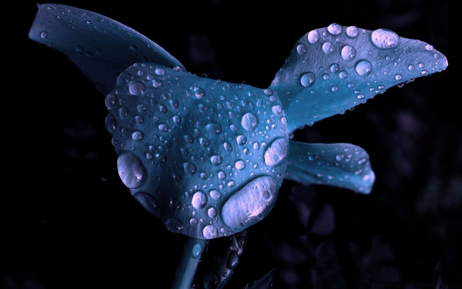 flores naturaleza submarino agua solo oscuro