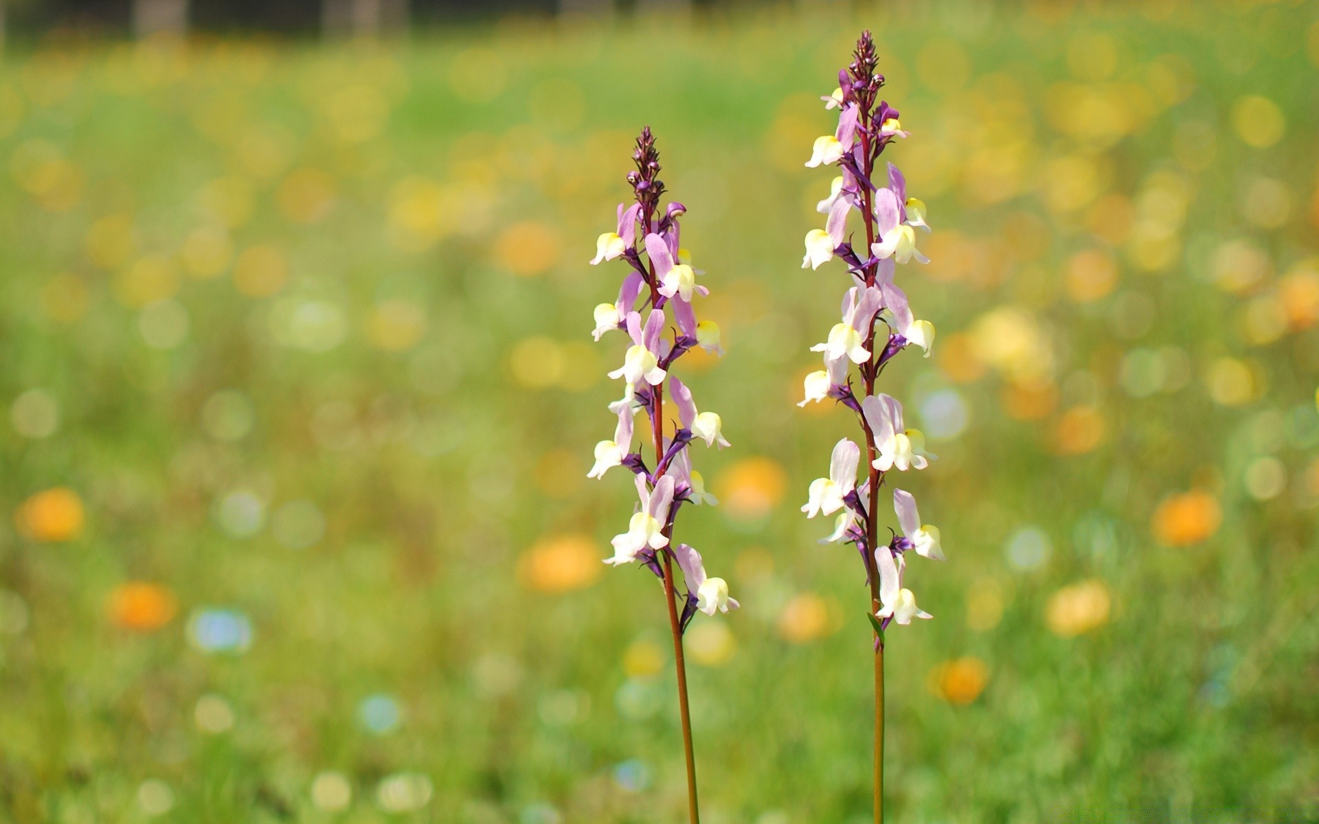 kwiaty natura kwiat trawa na zewnątrz sianokosy lato