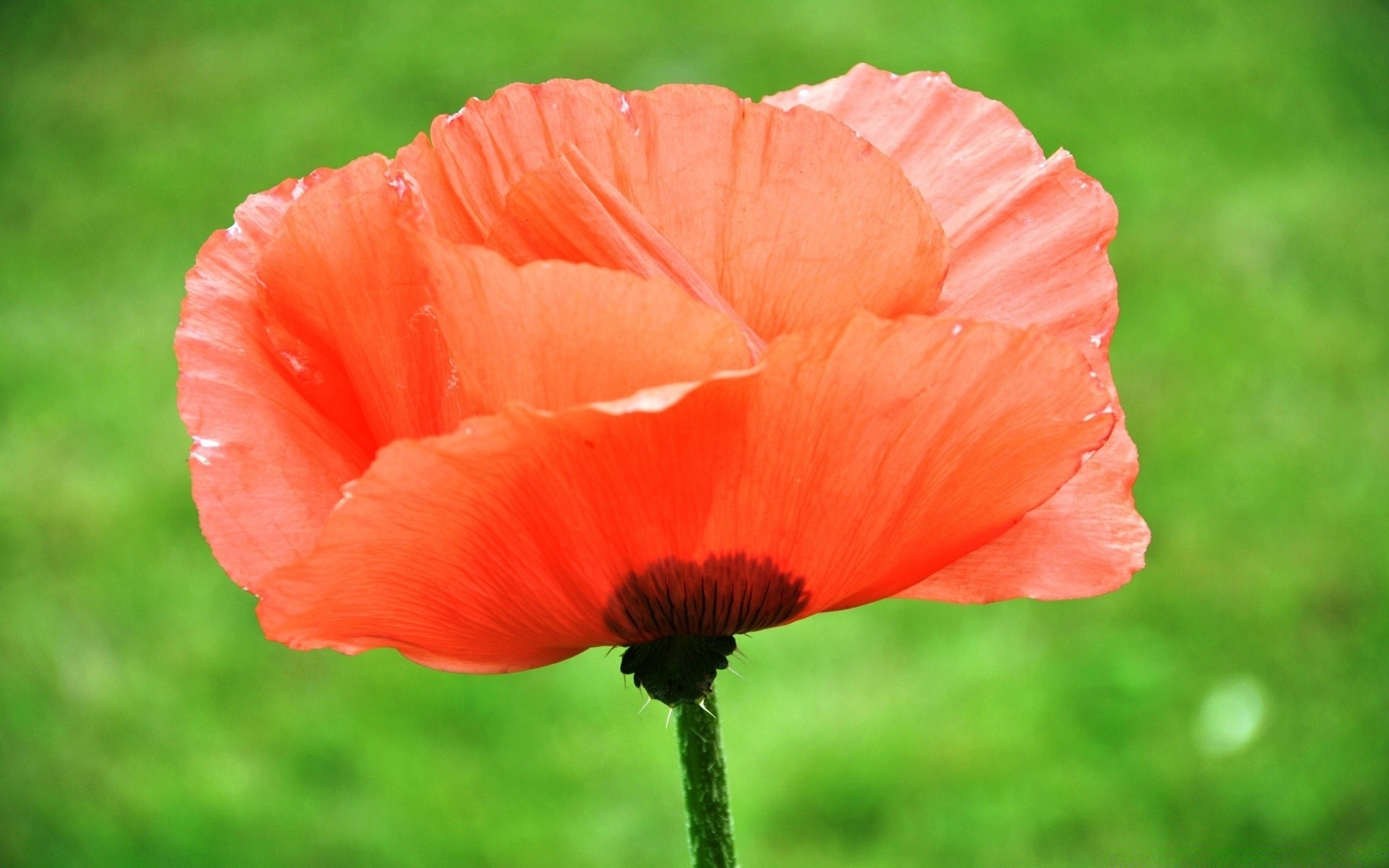 flowers nature flower poppy summer garden flora leaf outdoors color bright close-up petal floral
