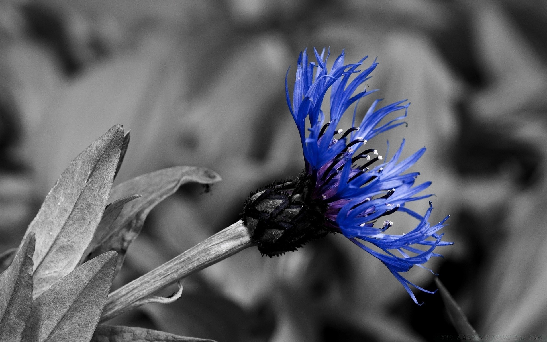 flowers nature flower flora leaf close-up garden outdoors color summer beautiful blooming floral