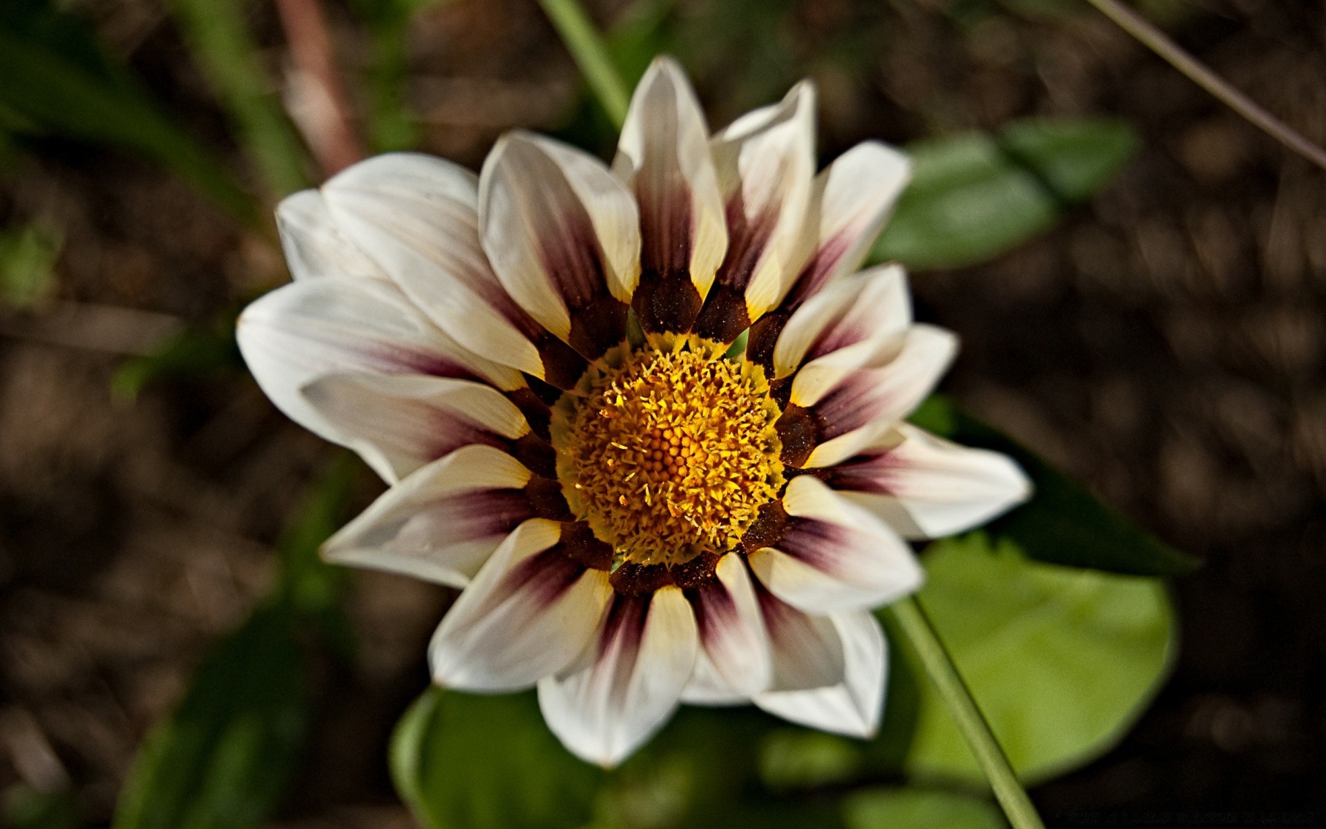 blumen natur flora blume garten blatt blütenblatt sommer blumen schließen blühen farbe hell schön jahreszeit botanisch