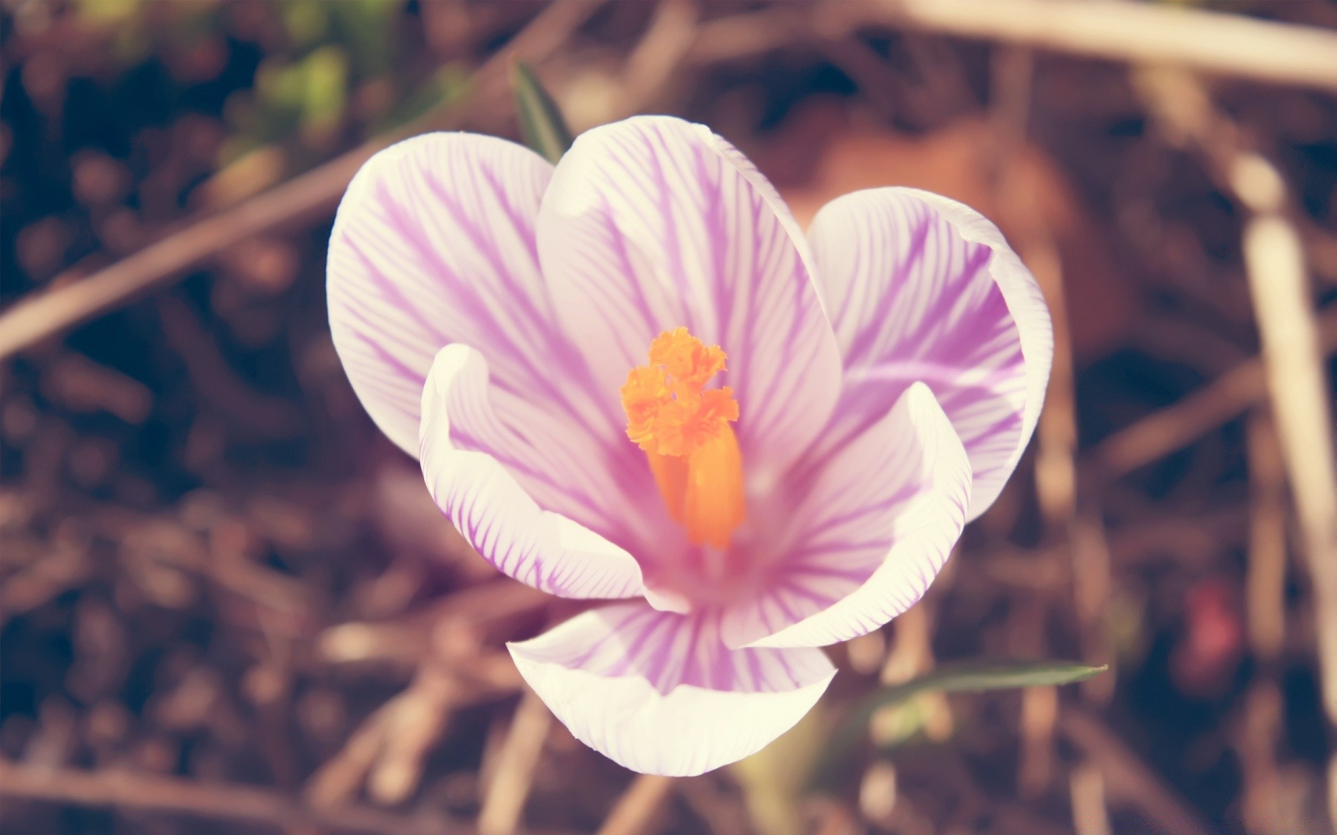 flowers flower nature flora blooming petal garden beautiful color outdoors leaf bright summer romance