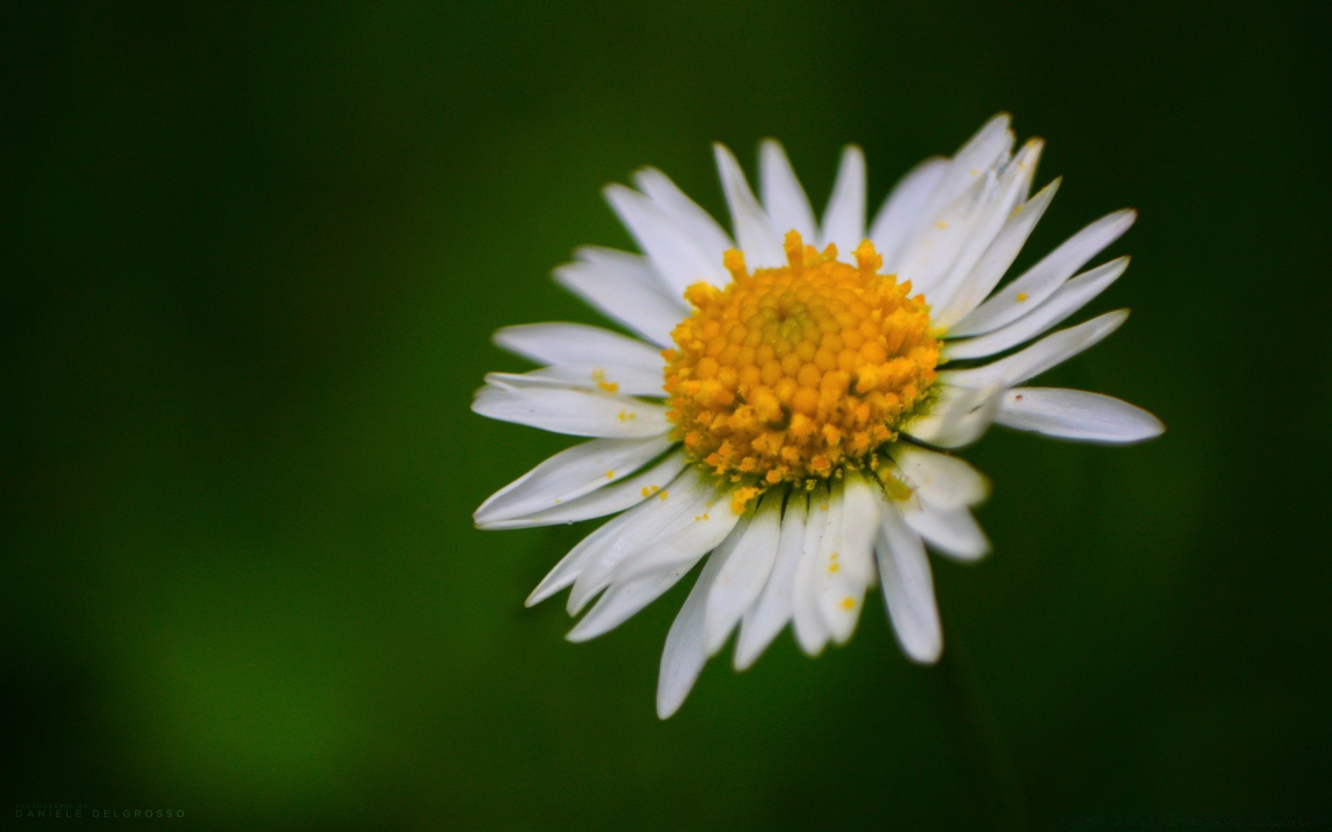 çiçekler doğa çiçek yaz flora yaprak parlak bahçe büyüme papatyalar yakın çekim açık havada