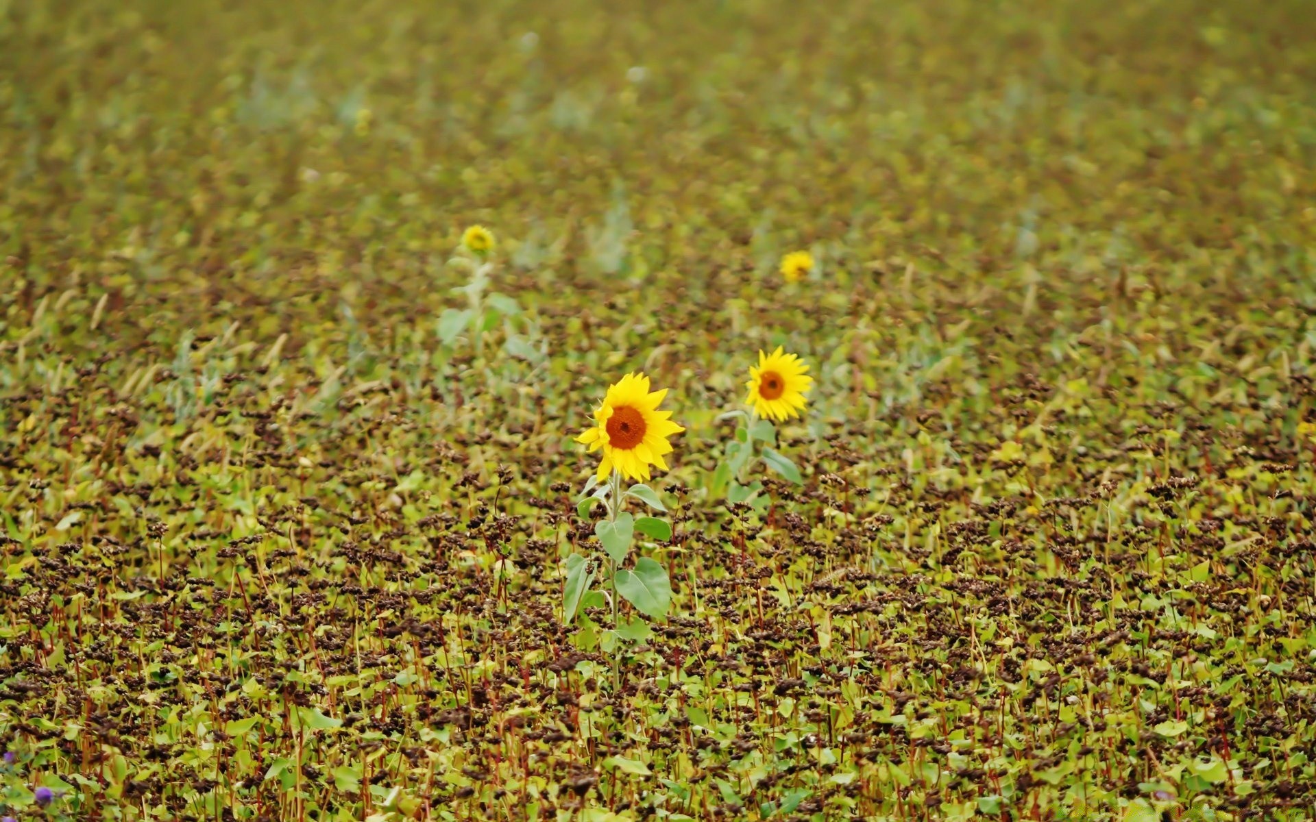 fleurs nature flore champ été fleur bureau croissance feuille couleur herbe gros plan lumineux paysage saison en plein air foin soleil beau temps beau