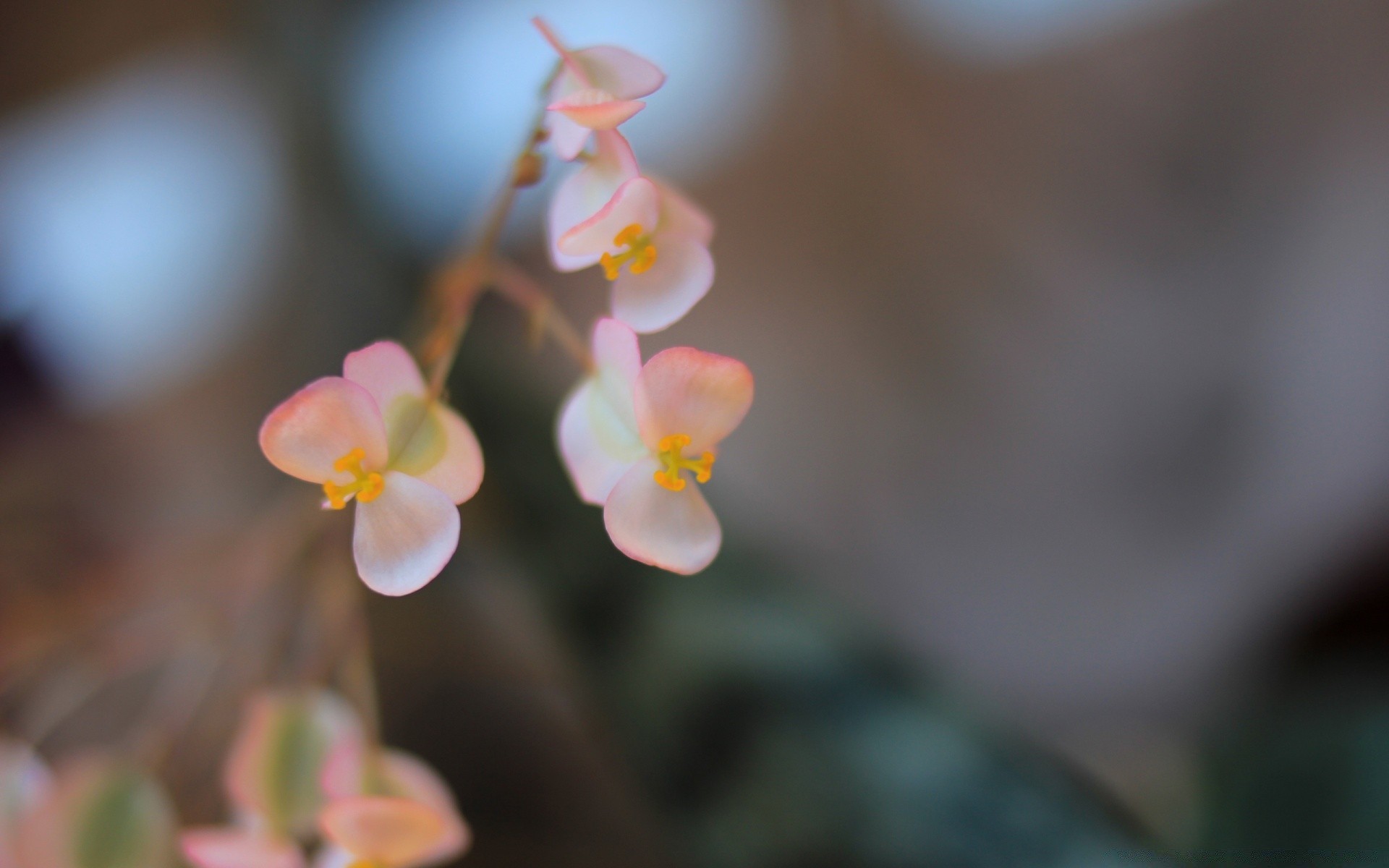 çiçekler çiçek doğa flora yaprak bahçe bulanıklık şube açık havada büyüme narin renk yaz petal ağaç