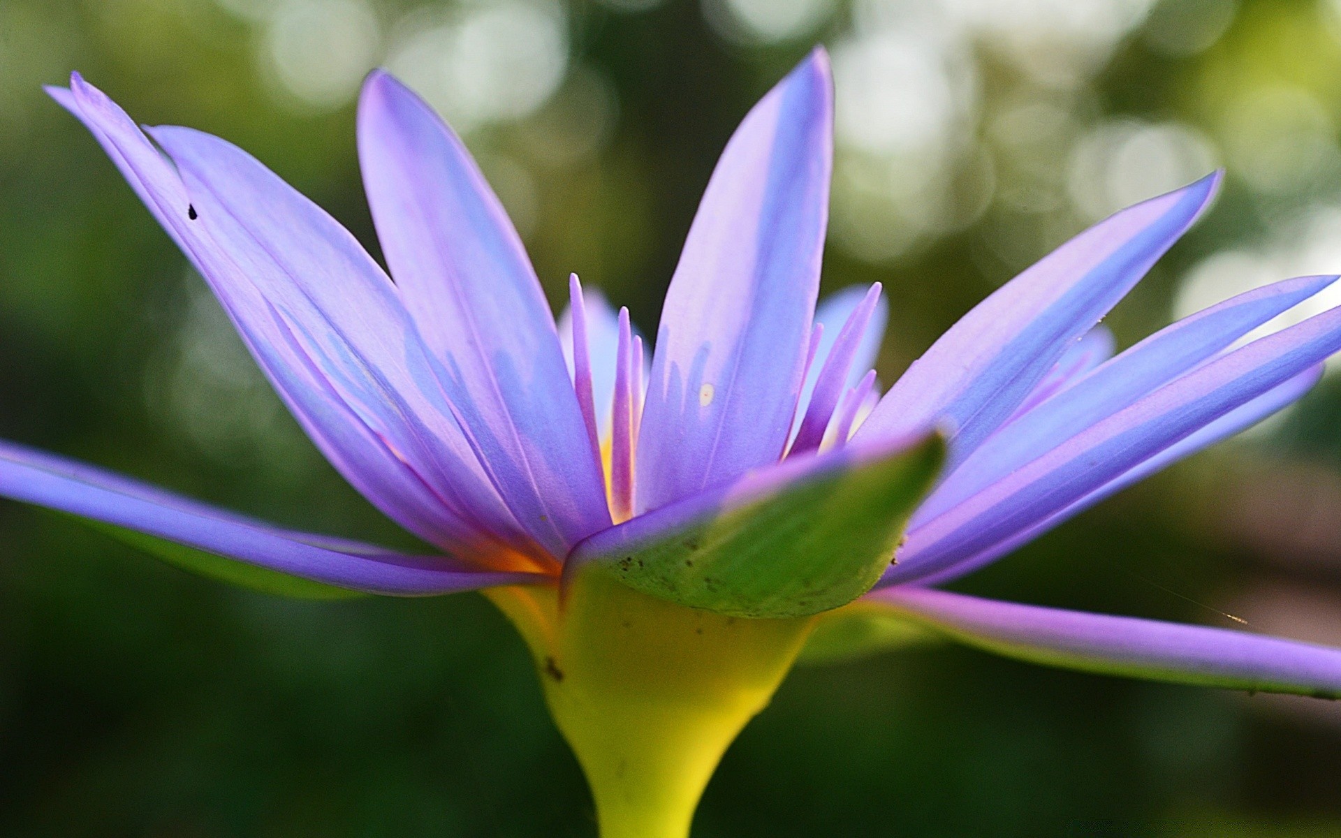 çiçekler çiçek doğa yaprak yaz lotus flora bahçe lily açık havada petal çiçek açan egzotik narin park tropikal