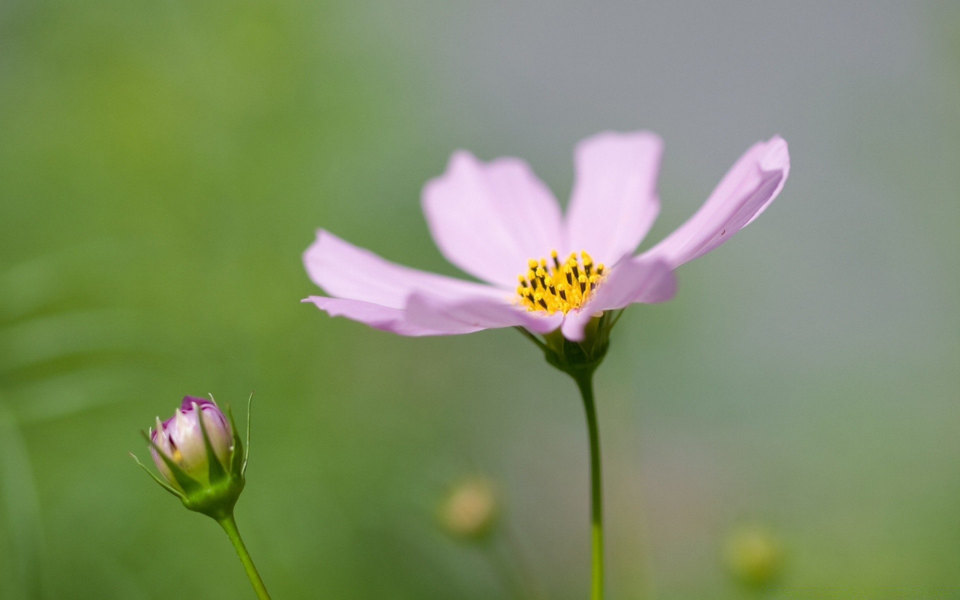 blumen natur sommer blume blatt wachstum hell flora im freien