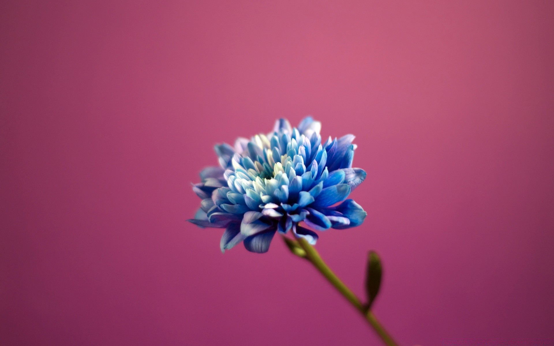 blumen blume natur flora farbe blatt sommer desktop hell garten wachstum schön blütenblatt schließen unschärfe