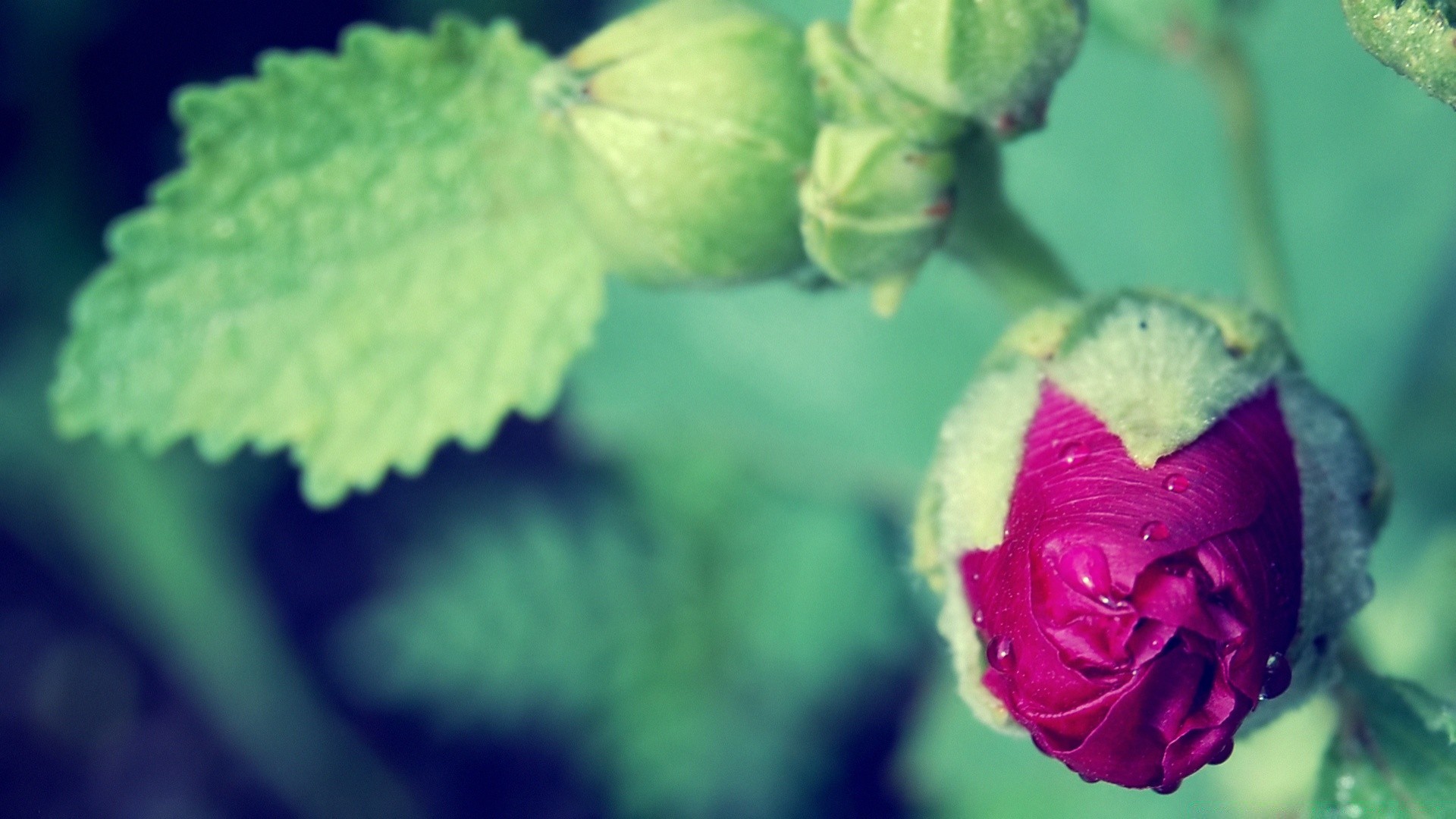 kwiaty liść kwiat natura flora ogród kolor róża na zewnątrz kwiatowy piękny miłość