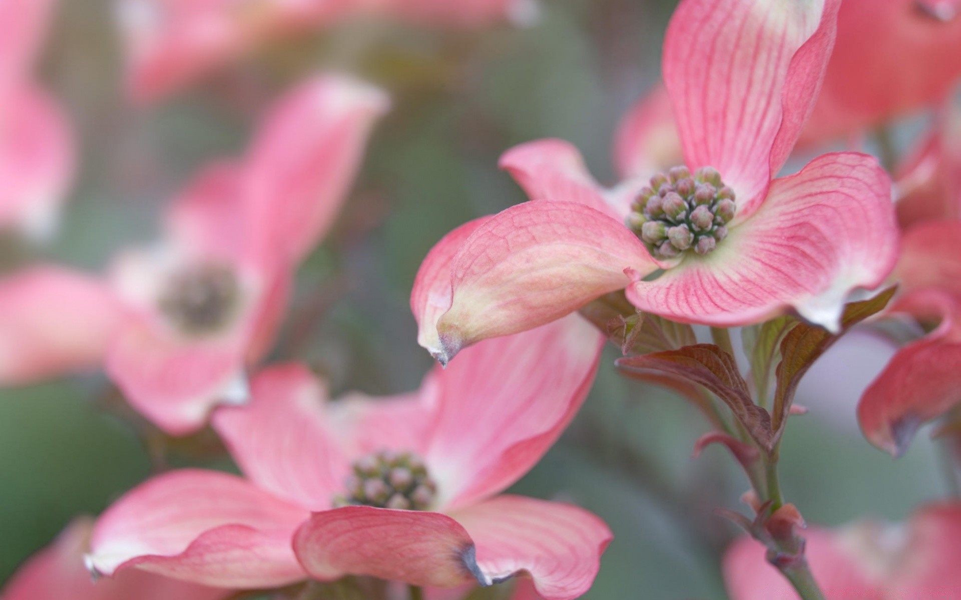 çiçekler çiçek doğa flora bahçe çiçek açan çiçek petal renk yakın çekim açık havada parlak yaprak park sezon güzel çalı yaz şube ağaç