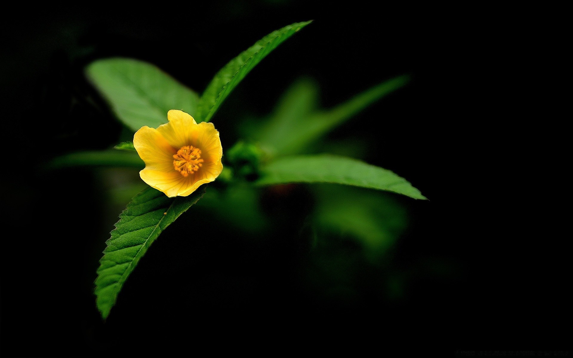 flores folha natureza flora flor crescimento borrão ao ar livre brilhante cor