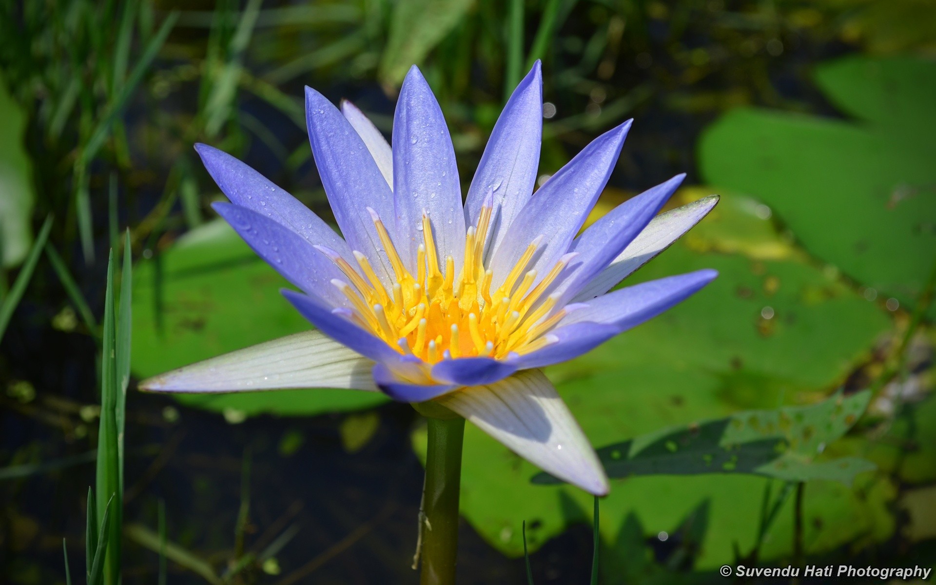 çiçekler doğa yaprak yaz flora çiçek havuz bahçe lotus çiçeklenme açık havada vahşi ortamlar su park taçyaprağı tropikal çimen zen