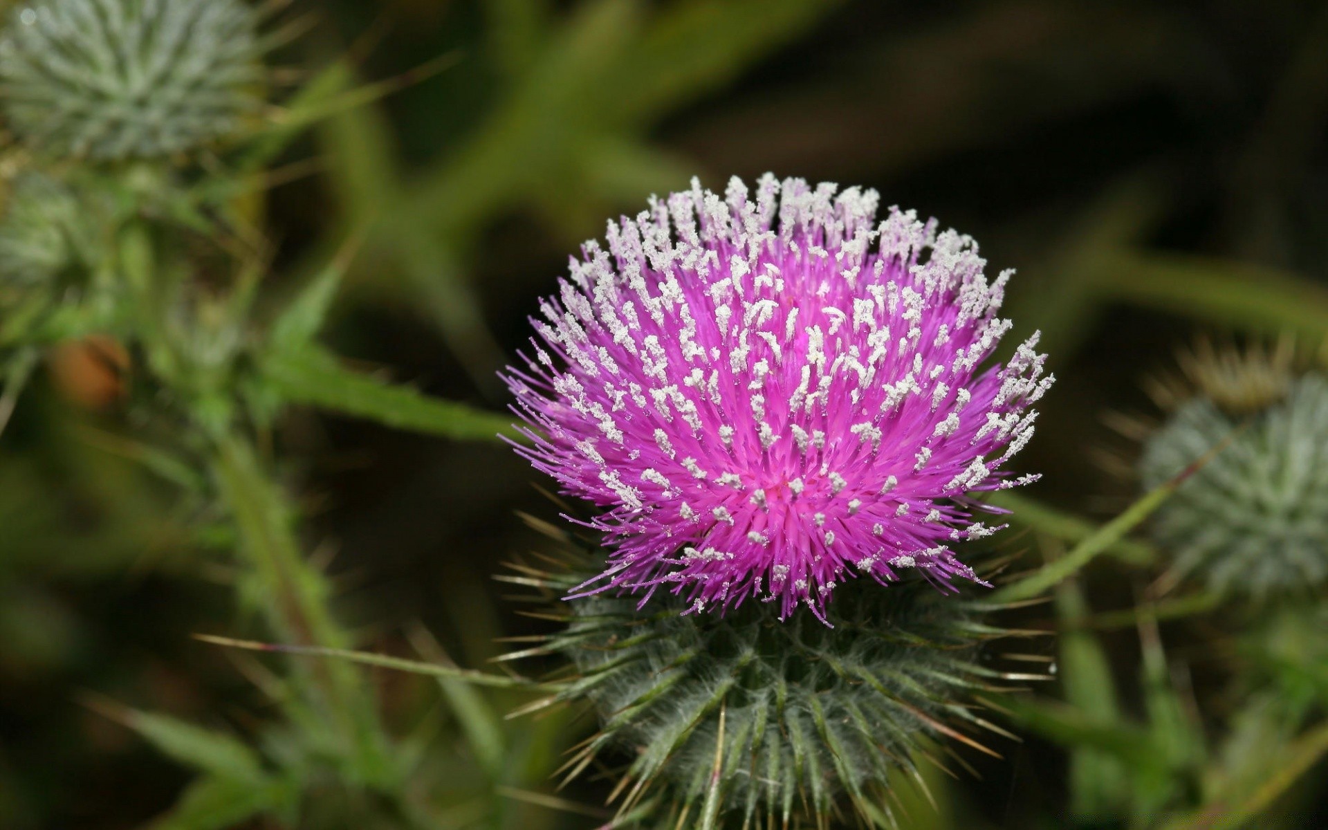 kwiaty kolczasty kręgosłup ostry flora igły natura kaktus kolec kwiat blada twarz oset ogród zbliżenie bluming medycyna na zewnątrz liść botaniczny wzrost