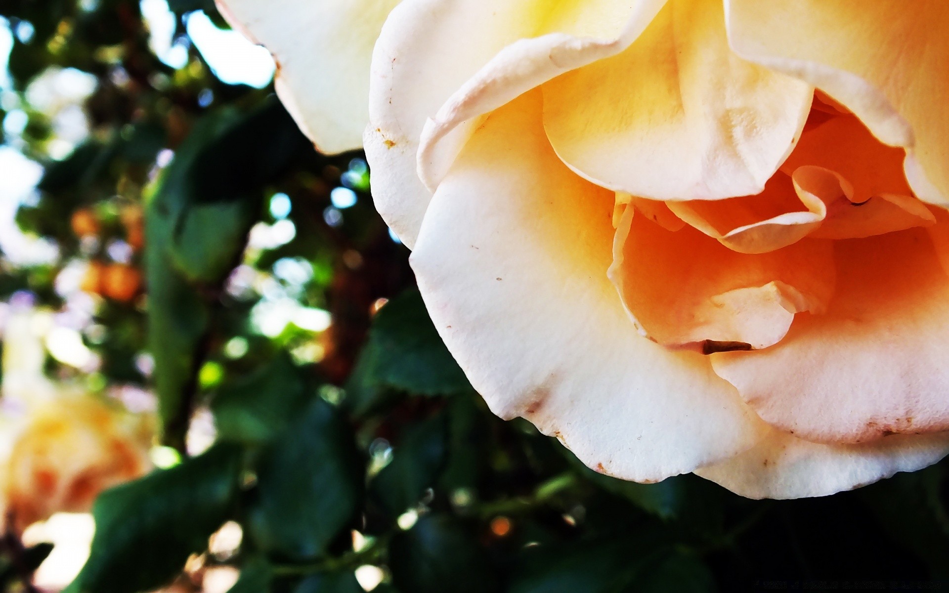 blumen blume natur blatt flora farbe sommer rose im freien blütenblatt garten