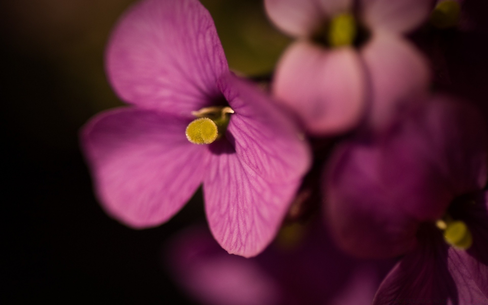 kwiaty kwiat natura flora płatek liść lato ogród