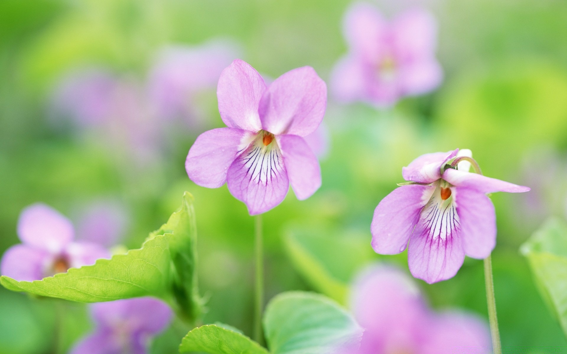 flores natureza folha flor verão flora brilhante ao ar livre jardim crescimento