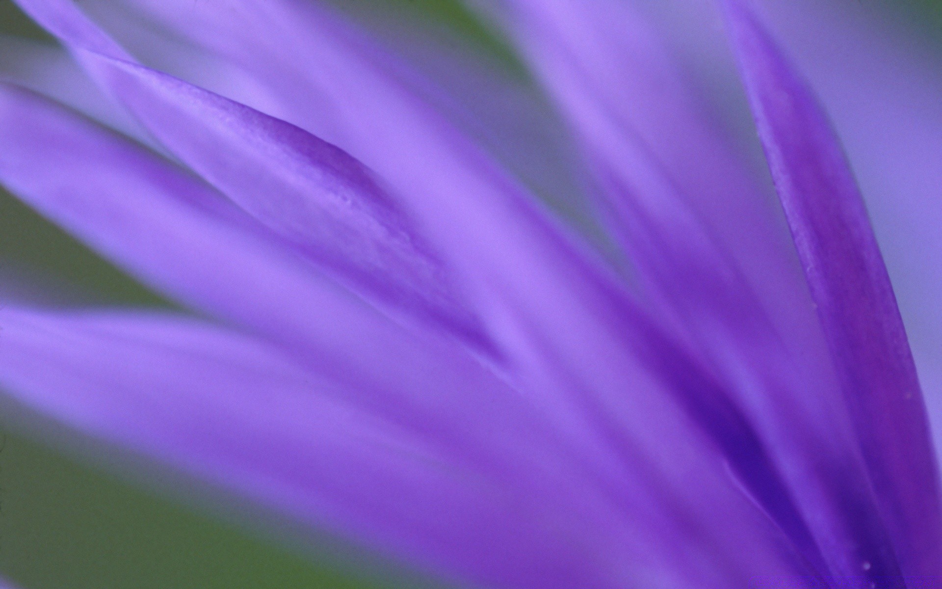 flowers flower abstract delicate color blur nature violet bright