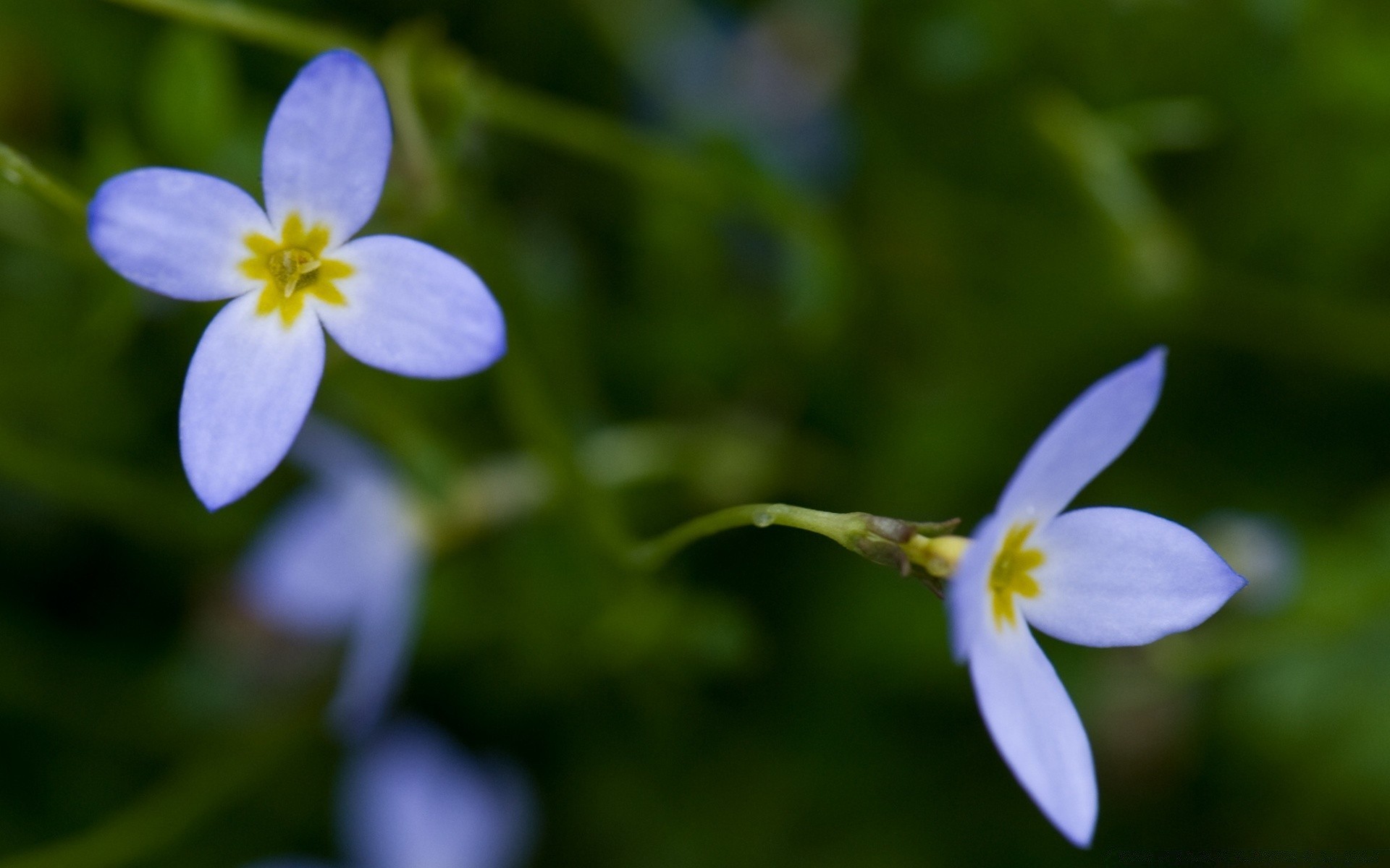 flowers flower nature blur flora leaf garden summer petal outdoors color wildflower blooming park