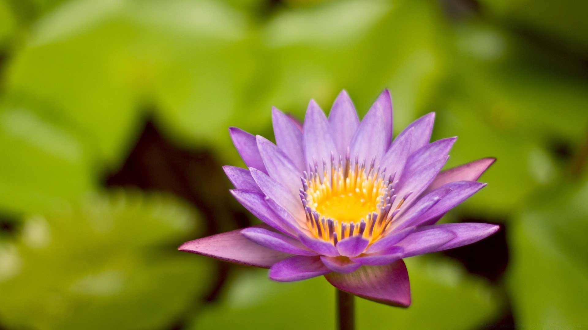 kwiaty liść natura flora lotos lato kwiat tropikalny ogród egzotyczny bluming płatek basen lily kwiatowy zen jasny lilia wodna park środowisko